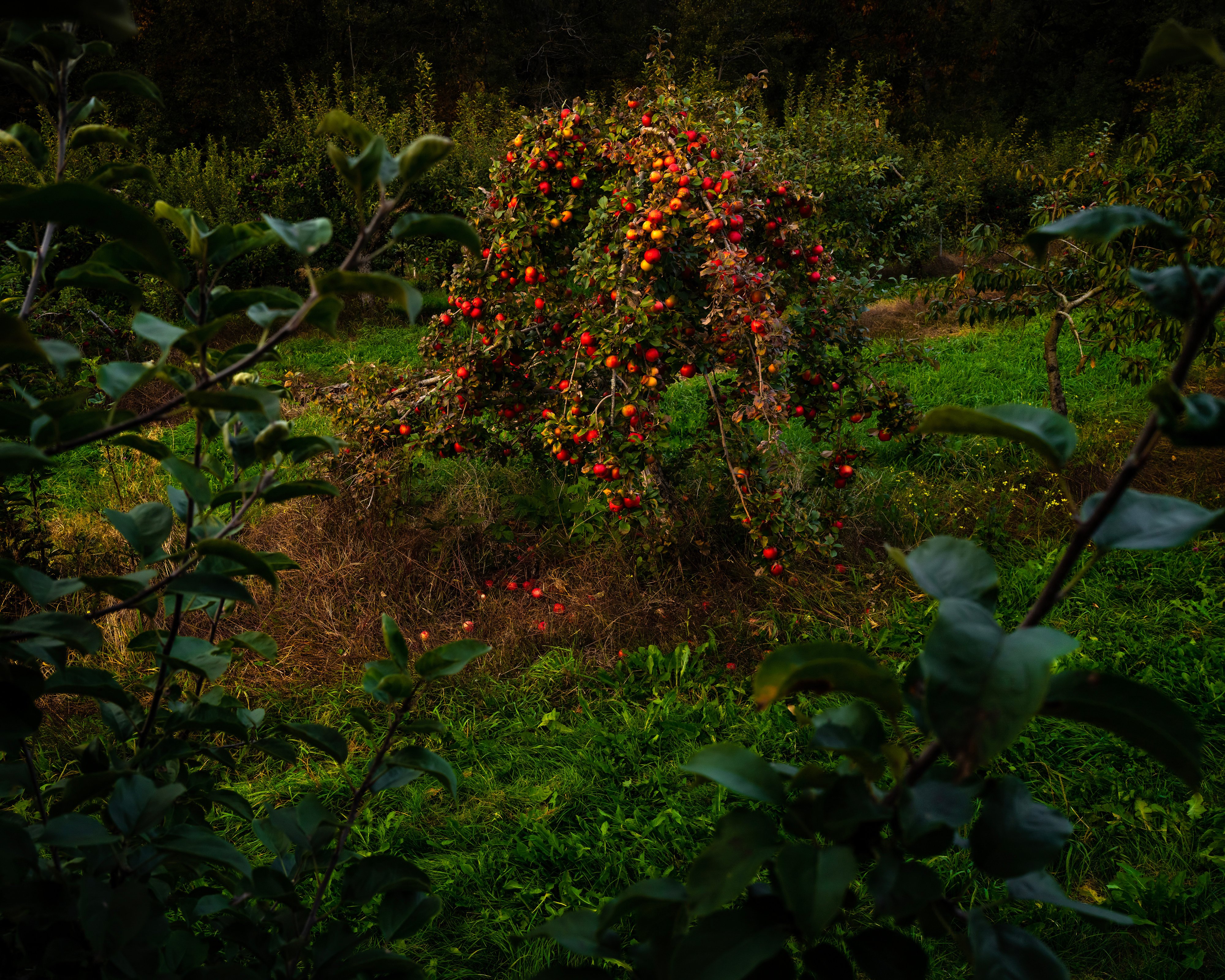 AppleTress(LastLight)CigHArvey-1