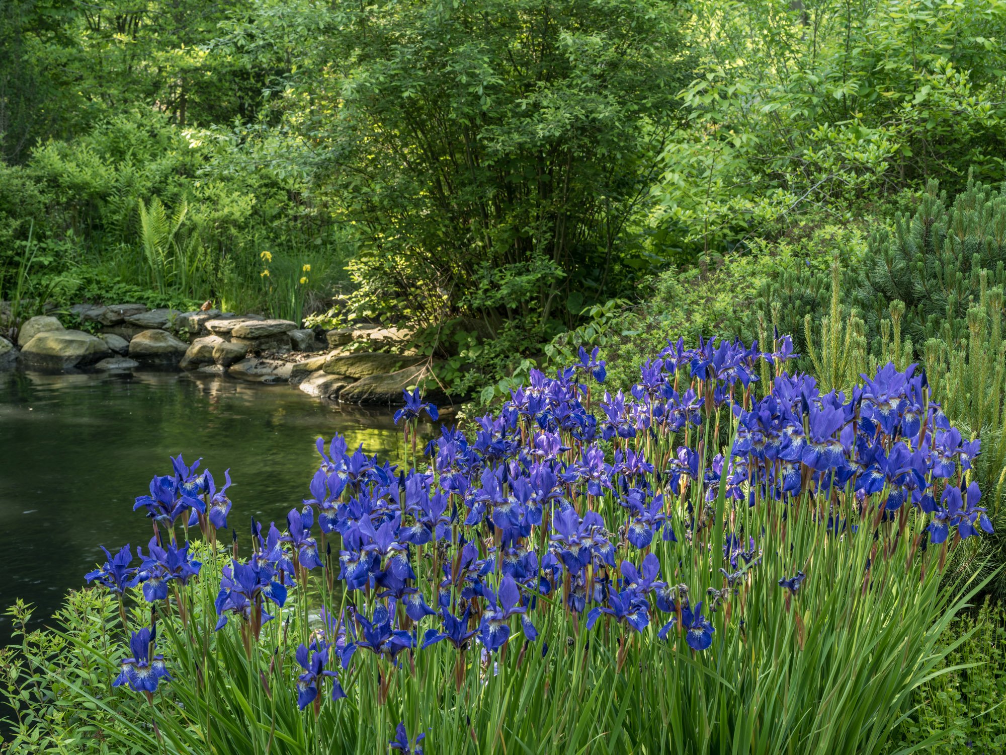 NYBG 110-1