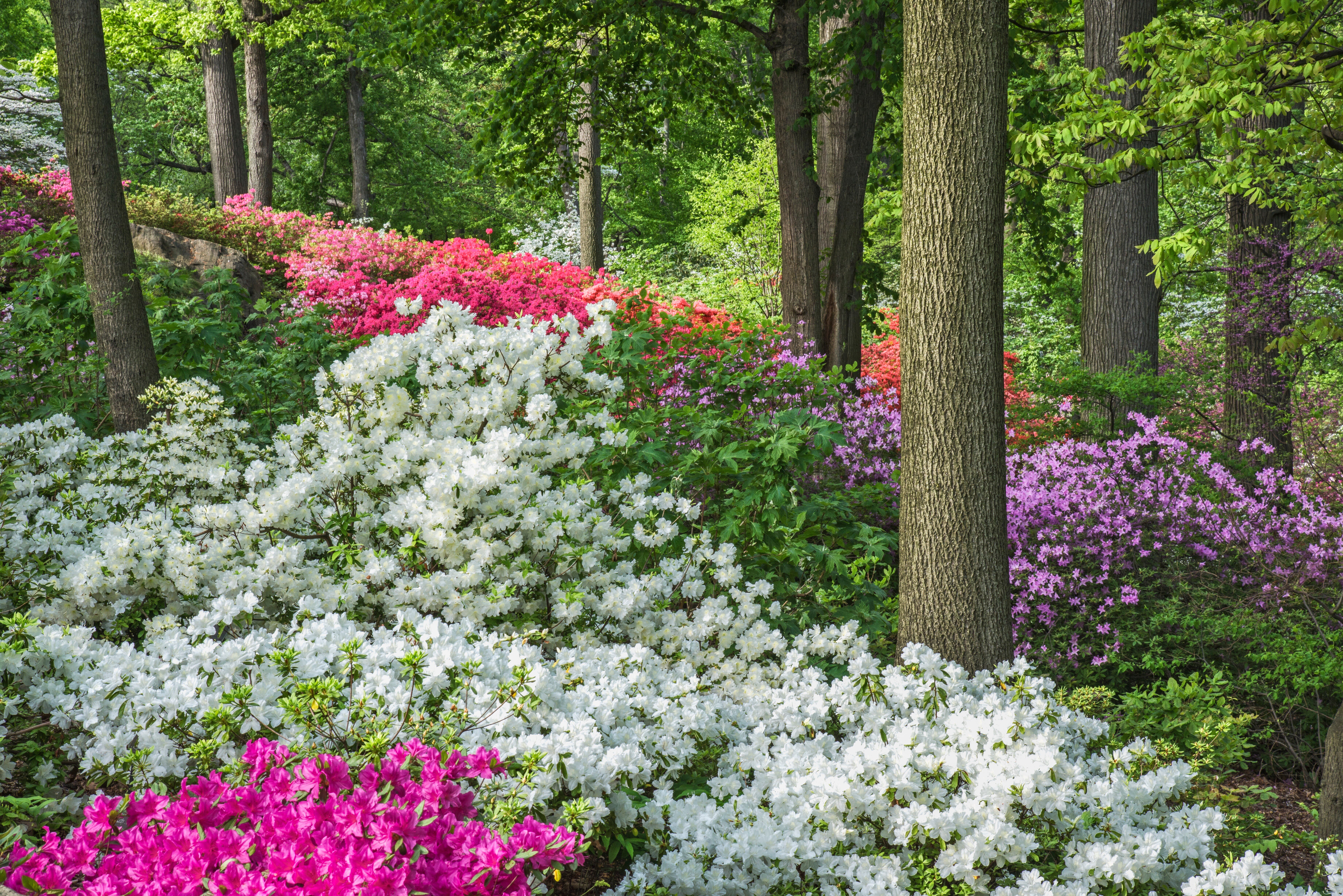NYBG 148-149-1